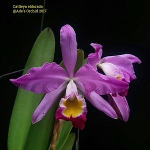 Cattleya wallisii