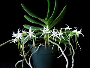 Cyrtorchis arcuata subsp. whytei
