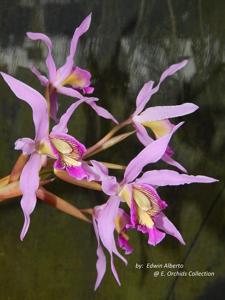 Laelia superbiens