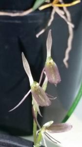 Cyrtostylis reniformis