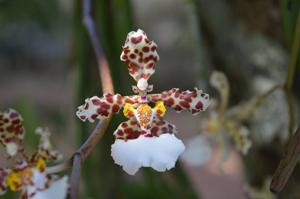 Trichocentrum jonesianum