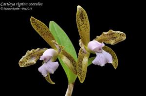 Cattleya tigrina