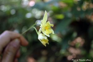 Spathoglottis eburnea