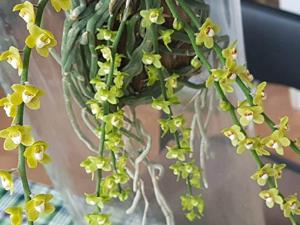 Chiloschista viridiflava