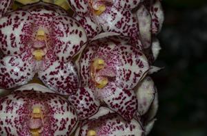 Bulbophyllum kubahense