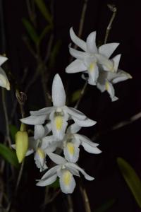 Dendrobium crumenatum