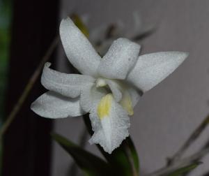 Dendrobium crumenatum