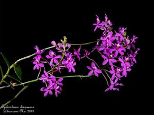 Epidendrum ibaguense