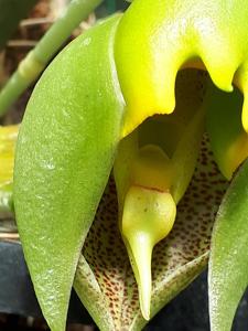 Catasetum macrocarpum