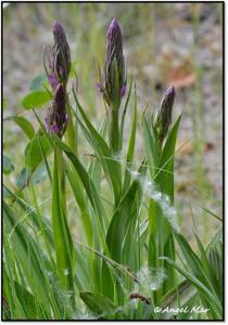 Dactylorhiza elata