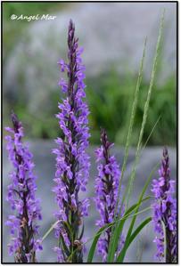 Dactylorhiza elata