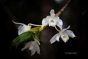 Dendrobium nobile