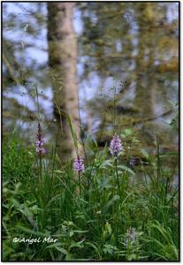 Dactylorhiza fuchsii