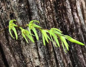 Anathallis linearifolia
