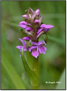 Dactylorhiza incarnata