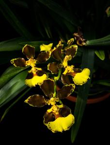 Oncidium oliganthum