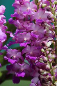 Rhynchostylis coelestis