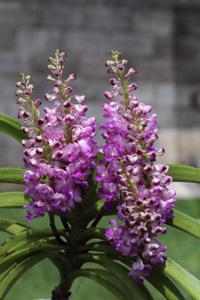 Rhynchostylis coelestis