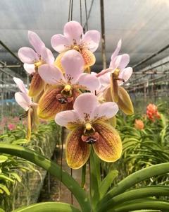 Vanda sanderiana