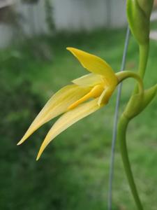 Bulbophyllum amplebracteatum subsp. carunculatum