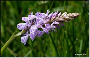 Dactylorhiza maculata