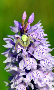 Dactylorhiza maculata