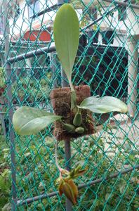 Bulbophyllum mandibulare