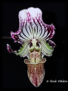 Paphiopedilum fairrieanum