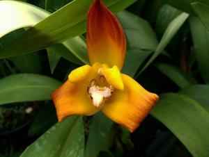 Maxillaria molitor