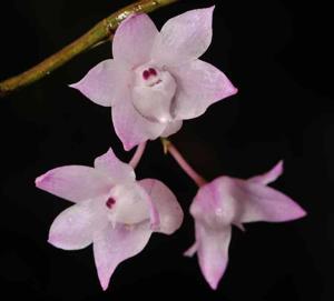 Dendrobium aduncum