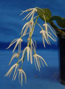 Dendrobium aemulum