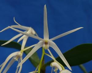 Dendrobium aemulum