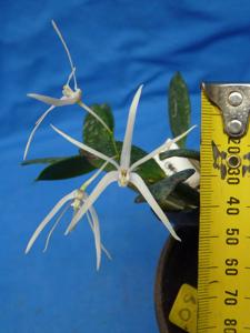 Dendrobium aemulum