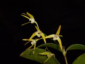 Dendrobium callitrophilum
