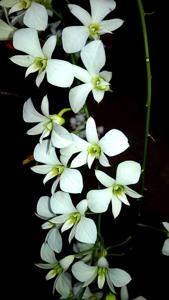 Dendrobium affine