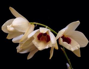 Dendrobium albosanguineum