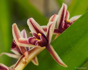 Cymbidium aloifolium