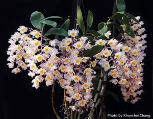 Dendrobium amabile