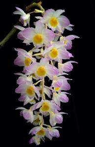 Dendrobium amabile