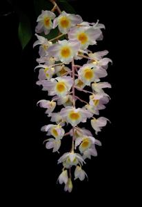 Dendrobium amabile