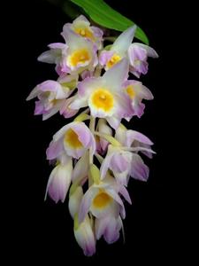 Dendrobium amabile