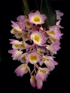 Dendrobium amabile