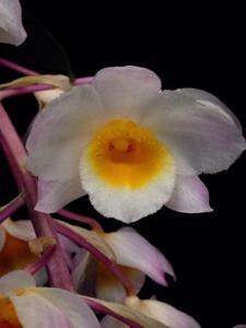 Dendrobium amabile