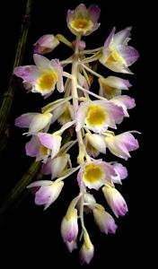 Dendrobium amabile