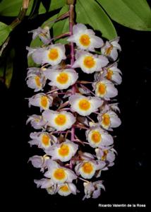 Dendrobium amabile