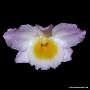 Dendrobium amabile