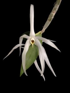 Dendrobium amboinense