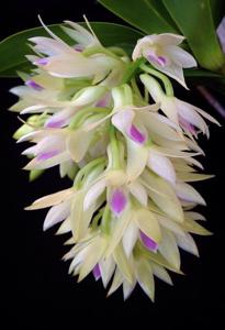 Dendrobium amethystoglossum