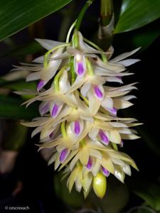 Dendrobium amethystoglossum