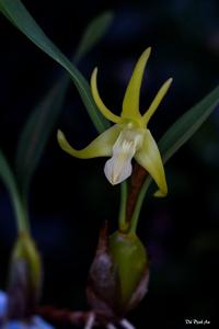 Dendrobium amplum